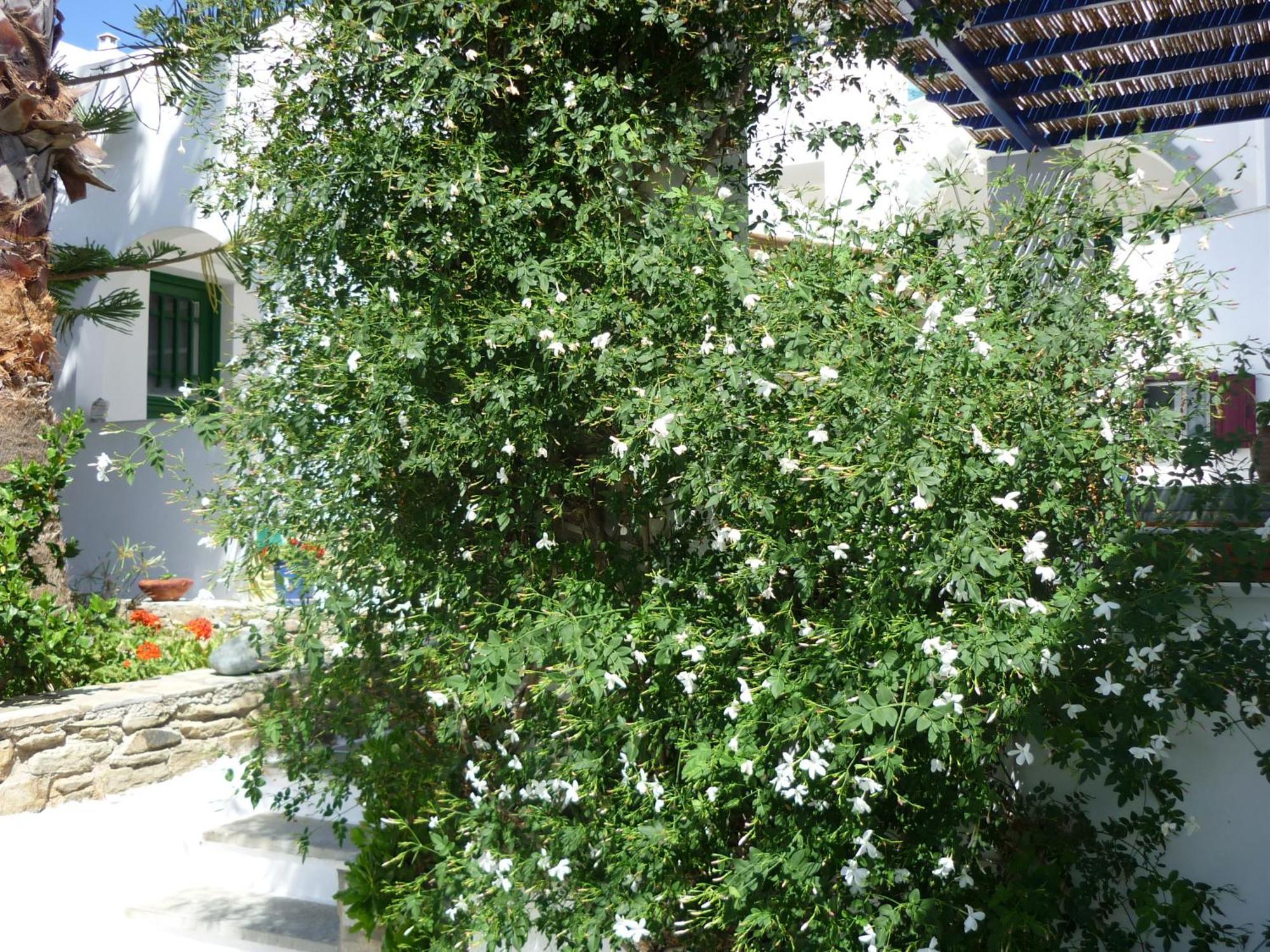 Porto Vlastos Агиос Йоанис Екстериор снимка